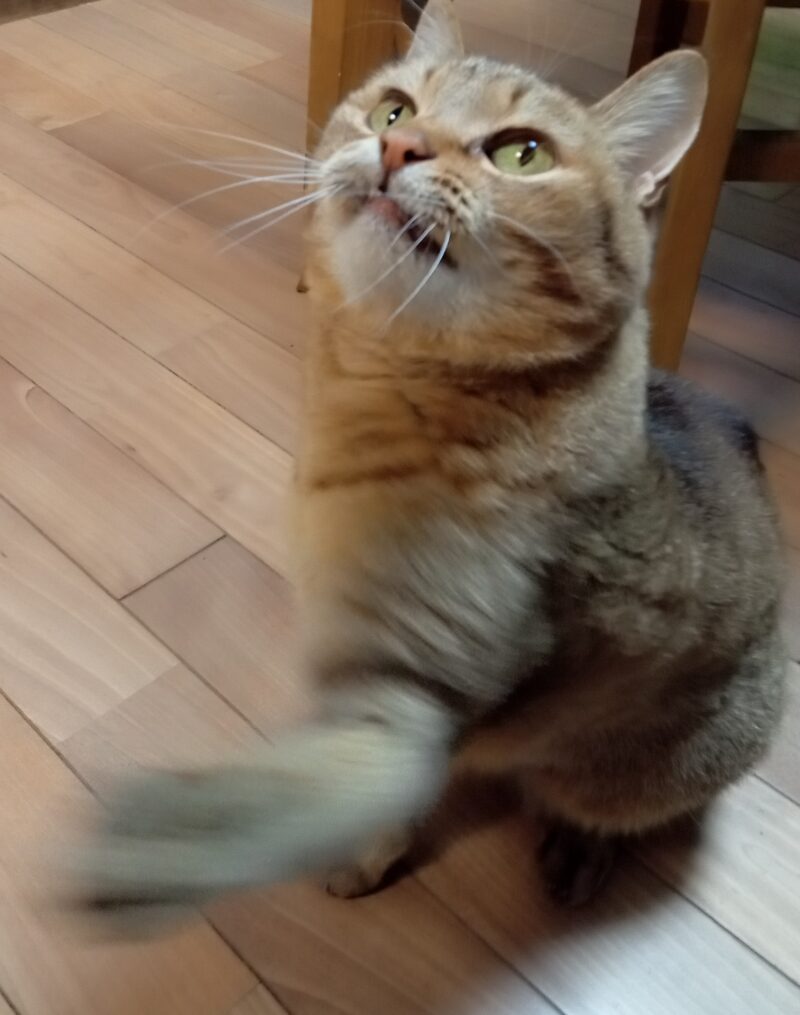 ひもで遊ぶ猫