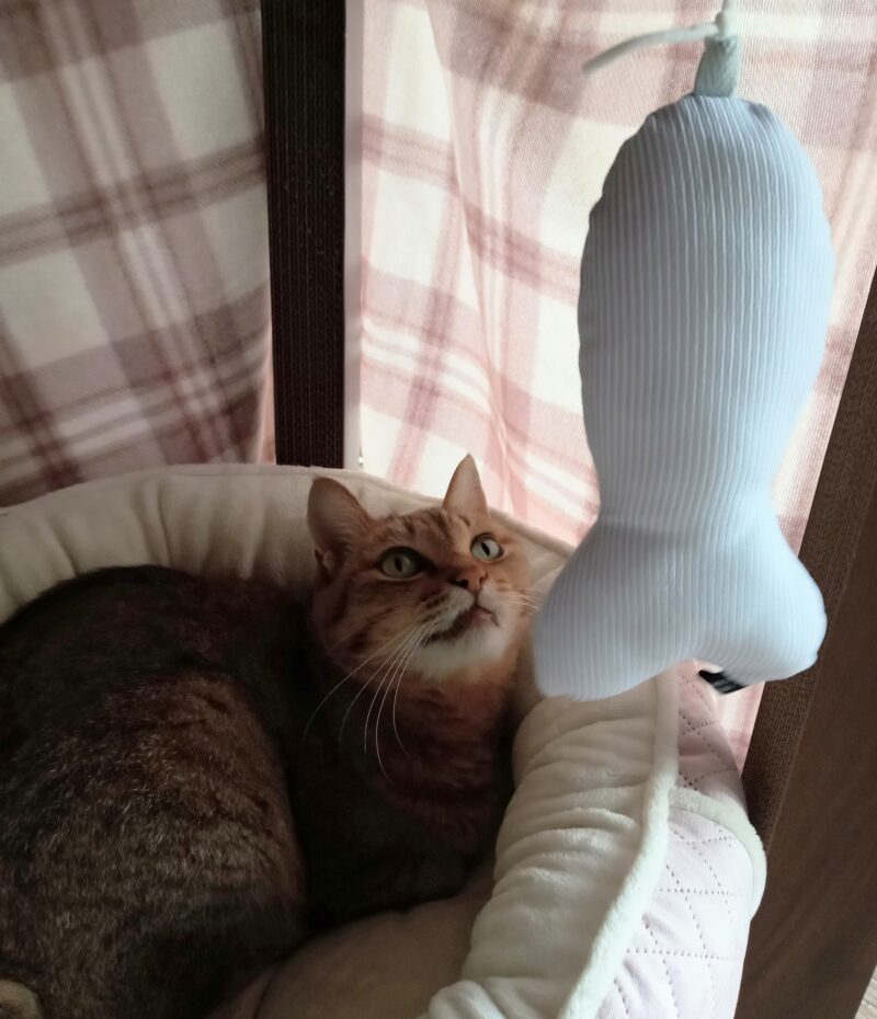 猫のさかなのおもちゃ